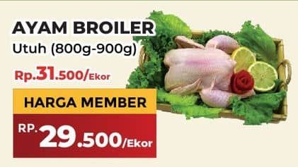 Promo Harga Ayam Broiler 800 gr - Yogya