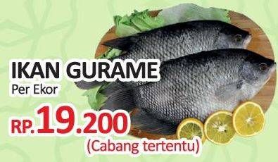 Promo Harga Ikan Gurame  - Yogya