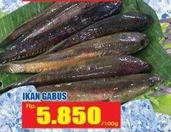 Promo Harga Ikan Gabus per 100 gr - Hari Hari