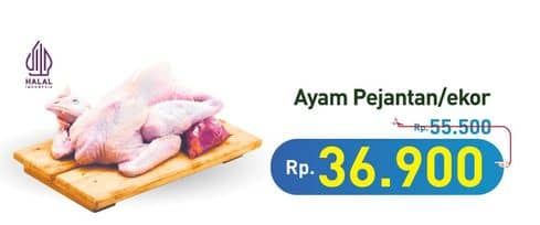 Promo Harga Ayam Pejantan 500 gr - Hypermart