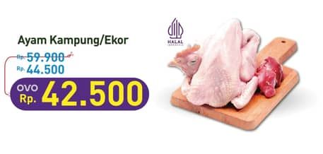 Promo Harga Ayam Kampung 500 gr - Hypermart