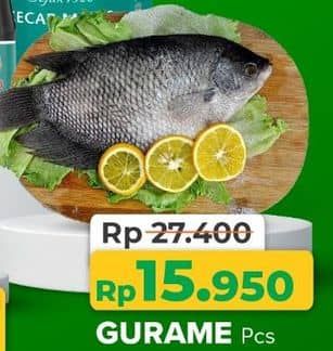 Promo Harga Ikan Gurame  - Yogya