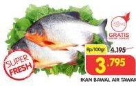 Promo Harga Ikan Bawal Tawar per 100 gr - Superindo