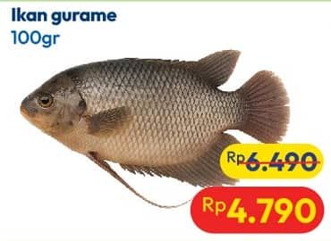 Promo Harga Ikan Gurame per 100 gr - Hypermart