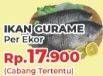 Promo Harga Ikan Gurame  - Yogya