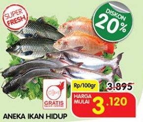 Promo Harga Aneka Ikan Hidup  - Superindo