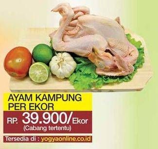 Promo Harga Ayam Kampung  - Yogya
