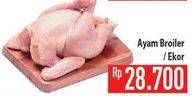 Promo Harga Ayam Broiler  - Hypermart