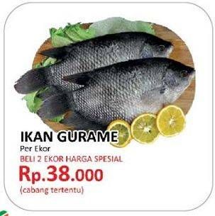 Promo Harga Ikan Gurame  - Yogya