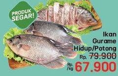 Promo Harga Ikan Gurame  - LotteMart