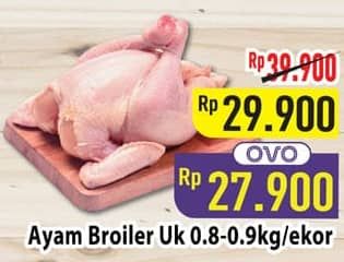 Ayam Broiler