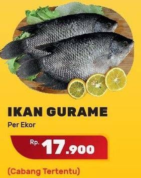 Promo Harga Ikan Gurame  - Yogya