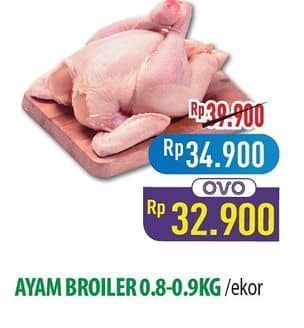 Ayam Broiler