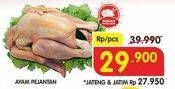 Promo Harga Ayam Pejantan  - Superindo