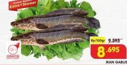 Promo Harga Ikan Gabus per 100 gr - Superindo