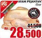 Promo Harga Ayam Pejantan  - Giant