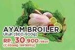 Promo Harga Ayam Broiler  - Yogya