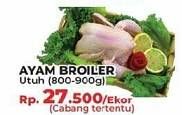 Promo Harga Ayam Broiler  - Yogya