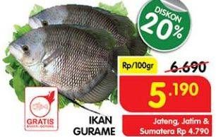 Promo Harga Ikan Gurame per 100 gr - Superindo