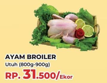 Promo Harga Ayam Broiler 800 gr - Yogya