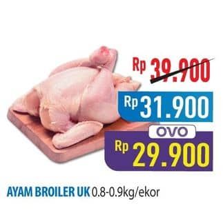 Ayam Broiler