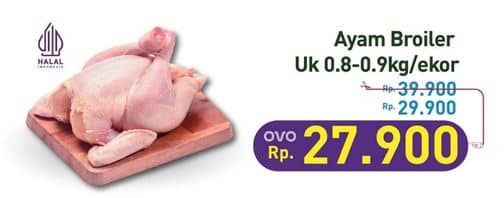 Ayam Broiler