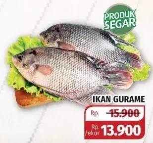 Promo Harga Ikan Gurame  - Lotte Grosir