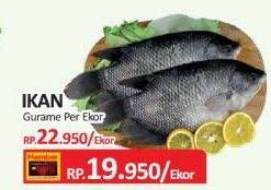 Promo Harga Ikan Gurame  - Yogya