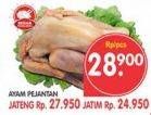 Promo Harga Ayam Pejantan  - Superindo