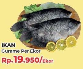 Promo Harga Ikan Gurame  - Yogya