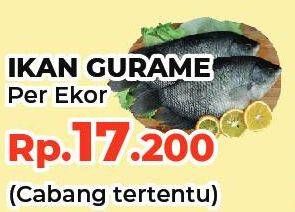 Promo Harga Ikan Gurame  - Yogya