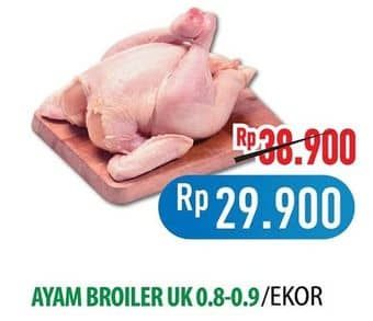 Ayam Broiler