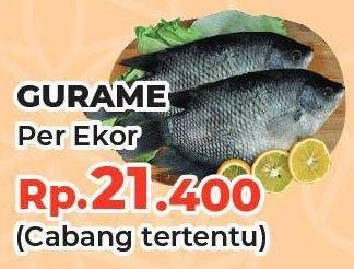 Promo Harga Ikan Gurame  - Yogya