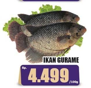 Promo Harga Ikan Gurame per 100 gr - Hari Hari