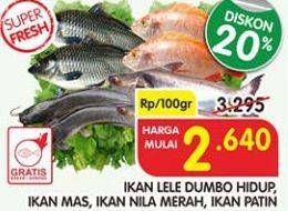 Promo Harga Ikan Lele Dumbo Hidup/Ikan Mas/Ikan Nila Merah/Ikan Patin  - Superindo