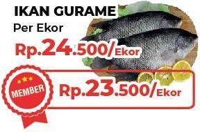 Promo Harga Ikan Gurame  - Yogya