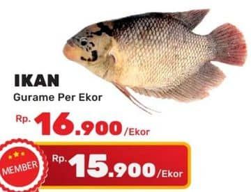 Promo Harga Ikan Gurame  - Yogya