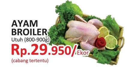 Promo Harga Ayam Broiler Utuh  - Yogya