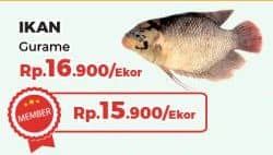 Promo Harga Ikan Gurame  - Yogya