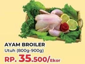 Promo Harga Ayam Broiler 800 gr - Yogya