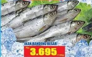 Promo Harga Ikan Bandeng Jumbo per 100 gr - Hari Hari