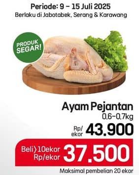 Ayam Pejantan
