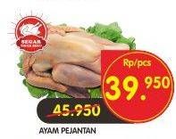 Promo Harga Ayam Pejantan  - Superindo