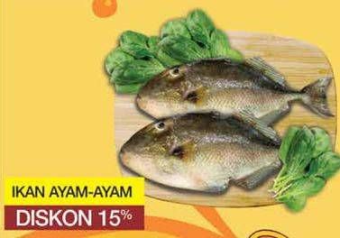 Promo Harga Ikan Ayam-Ayam per 100 gr - Yogya