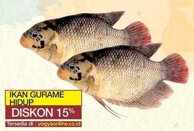 Promo Harga Ikan Gurame Hidup per 100 gr - Yogya