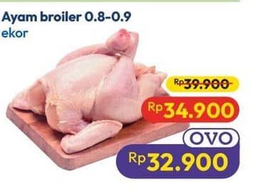 Ayam Broiler