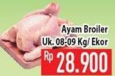 Promo Harga Ayam Broiler  - Hypermart