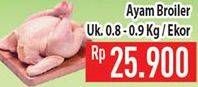 Promo Harga Ayam Broiler  - Hypermart