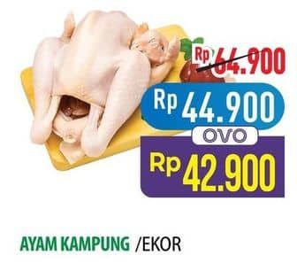 Promo Harga Ayam Kampung 500 gr - Hypermart