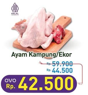 Promo Harga Ayam Kampung 500 gr - Hypermart